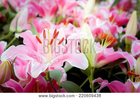 lilly pink flowers in the nature garden romance nature flowers blooming in the garden