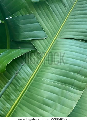 Close Up Photo of Tropical Leaf Patterns in Nature