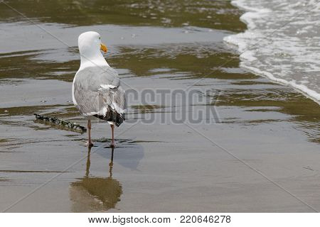Close Up of Seagull Walking and Looking at the Waves at the Beach, at Aquatic Park San Francisco.