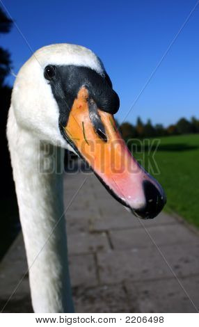 Jeřába Swan hlavy a krku