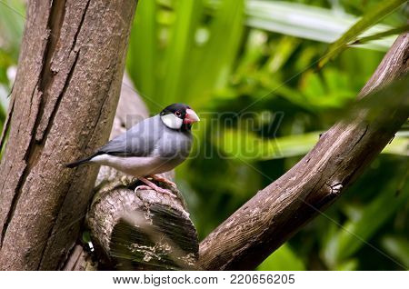 the Java sparrow is sitting in a tree