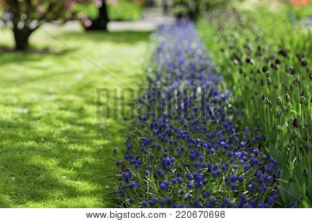 Blue grape hyacinths (muscari armeniacum) and purple tulips in a blooming park backgound