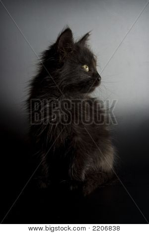 Gatinho preto