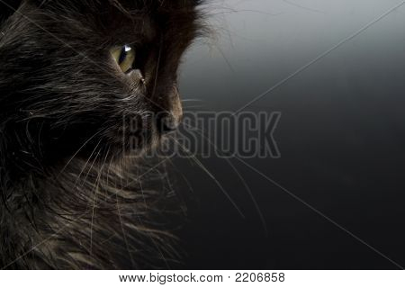 Gatinho preto