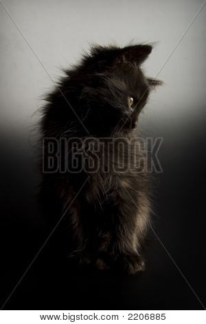 Gatinho preto