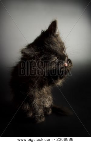 Gatinho preto