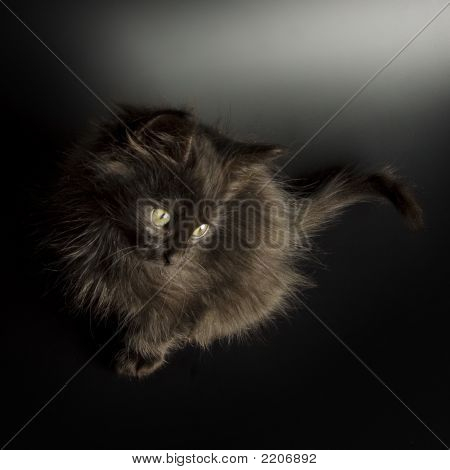 Gatinho preto