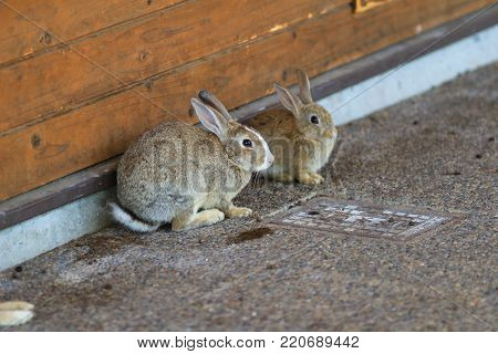 Cute Rabbit At  Okunoshima, Hiroshima, Japan