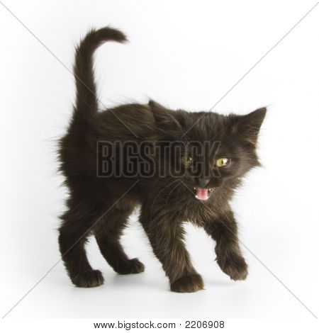 Gato