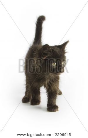 Gatinho preto