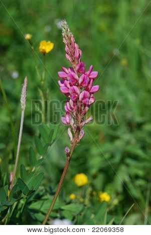 esparcet (Onobrychis arenaria)