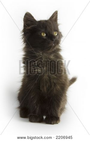 Gatinho preto