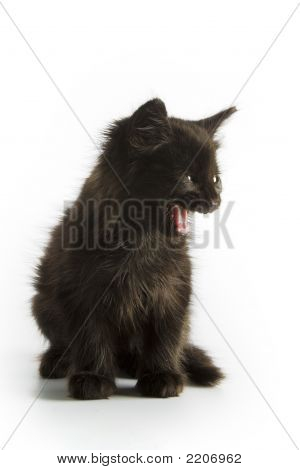 Gatinho preto