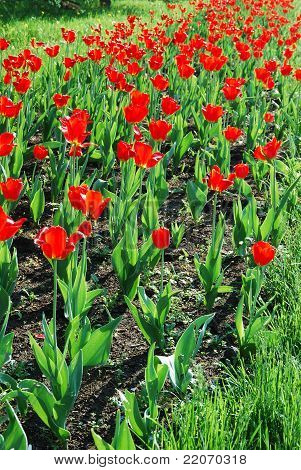 Tulipaner