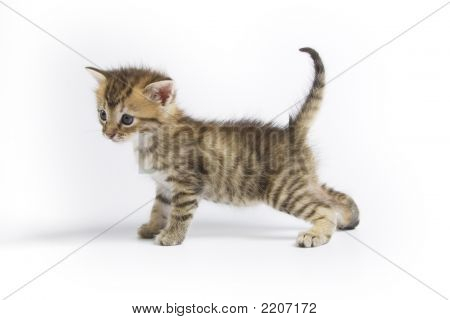 Gatinho