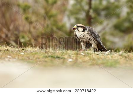 Falco biarmicus. Predator was photographed in the Czech Republic. Big predatory bird living in Africa, Southeast Europe and Asia. Autumn nature. Bird. Nice picture.