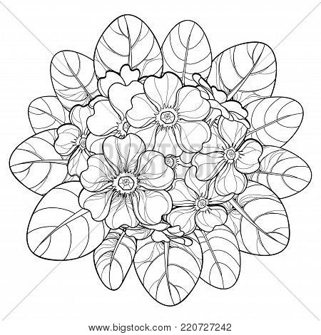 Vector bouquet with outline Primula or Primrose flower and leaves in black isolated on white background. Round composition with bloom Primula in contour style for spring design and coloring book.