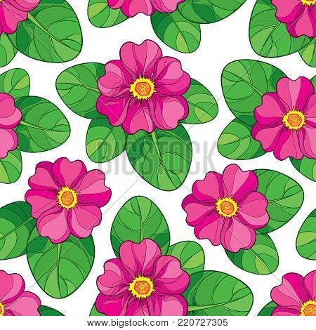 Vector seamless pattern with outline pink Primula or Primrose flower and green leaves on the white background. Elegance floral pattern with pink Primula in contour style for spring design.