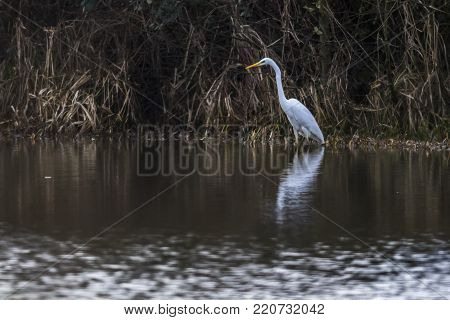 Great Egret (casmerodius Alba)
