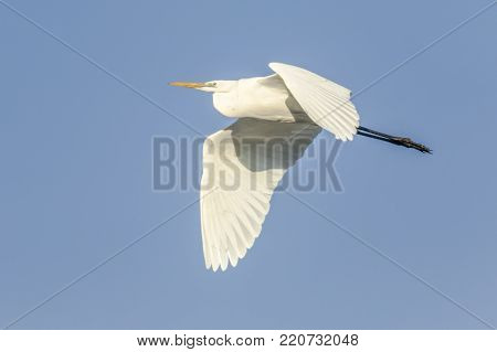 Great Egret (casmerodius Alba)