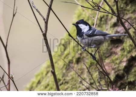 A marsh titi is sitting on a branch