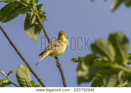 Melodious Warbler (hippolais Polyglotta)