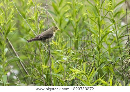Melodious Warbler (hippolais Polyglotta)