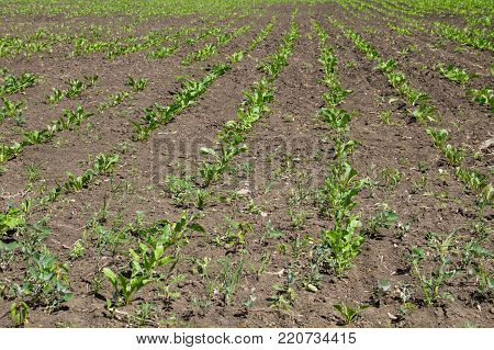 Agricultural Field With Growing Sugar Beets. Beetroot Sprouts