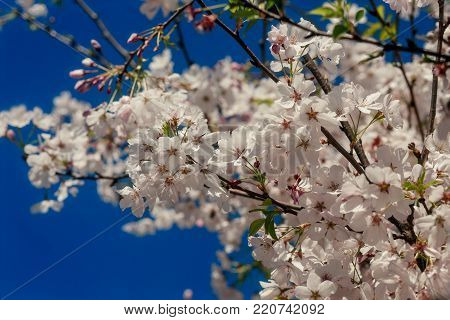 Horizontal View of Tree with Spring Fruit Blossoms with Blue Sky Background