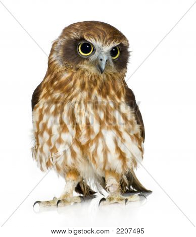 Neuseeland-Owl
