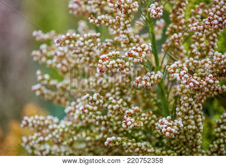 Bushes Cereal And Forage Sorghum Plant One Kind Of Mature And Grow On The Field In A Row In The Open