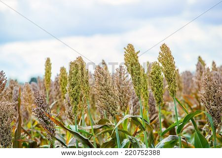 Bushes Cereal And Forage Sorghum Plant One Kind Of Mature And Grow On The Field In A Row In The Open