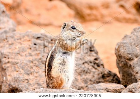 Barbary Ground Squirrel Atlantoxerus Getulus on the Spanish Island Fuerteventura
