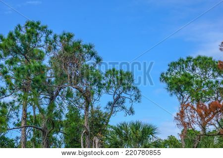 slash pine trees in the Florida autumn