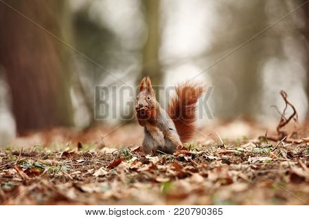 Sciurus vulgaris. The squirrel was photographed in the Czech Republic. Squirrel is a medium-sized rodent. Inhabiting a wide territory ranging from Western Europe to Eastern Asia.Animal in the wild. Beautiful picture of a rusty squirrel. Squirrel sitting 
