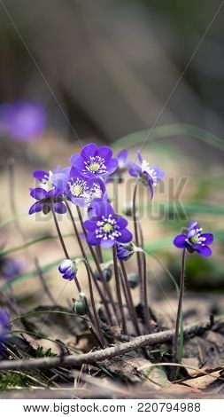 Beautiful fragile liverleaf flowers in spring. Spring blossoms in the forest. Cool film look, low saturation. Vertical image ready for mobile use.