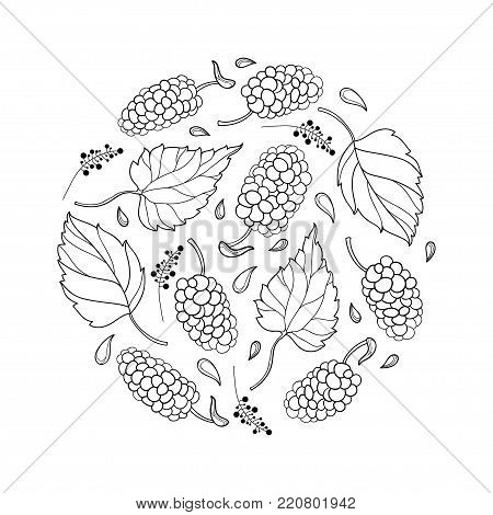 Vector round composition with outline Mulberry or Morus with ripe berry and leaf in black isolated on white background. Contour drawing of Mulberry bunch for summer design and coloring book.