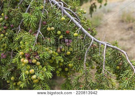 Cones Of Prickly Juniper.