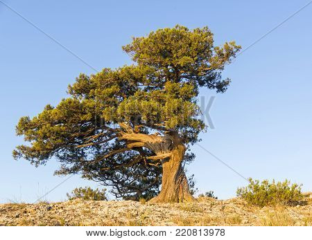 Relict juniper (Juniperus excelsa) against the blue cloudless sky. Karaul-Oba, Novyy Svet, Crimea.