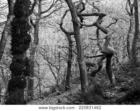 monochrome twisted spooky eerie winter trees in misty winter forest