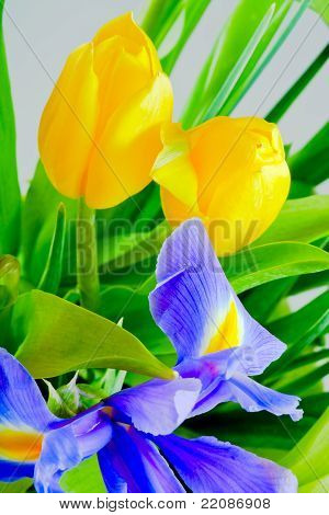 Blå Iris og gule tulipaner