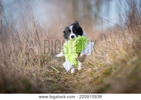 Running border collie puppy in field in winter
