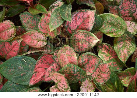 Aglaonema siam aurora, also known as red Aglaonema or Chinese evergreen, a genus of flowering plants in the arum family.