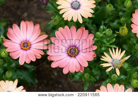 Osteospermum, also called African Daisy, Cape Daisy or Blue-eyed daisy, is a genus of flowering plants in the Calenduleae tribe.