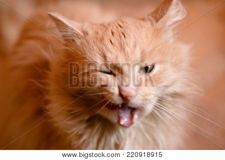 Portrait Of A Red Cat.