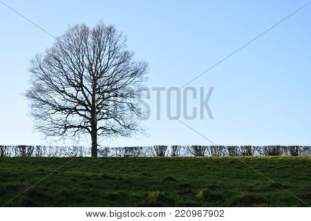 Leafless tree set against a cloudless sky in front of a trimmed hedge overlooking a grassy field.