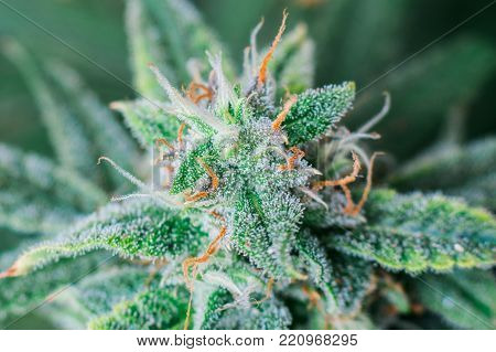 Beautiful Macro photograph of an untrimmed medical marijuana flower showing trichomes and orange hairs and leaves.