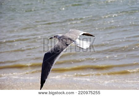 Grey And White Seagull With Wings Out Flies Low Over Water And Beach