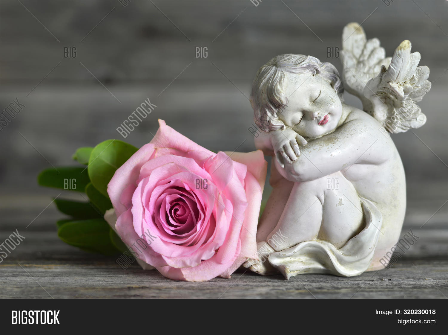 Guardian Angel Rose On Image Photo Free Trial Stock Guardian Angel Rose On Image Photo