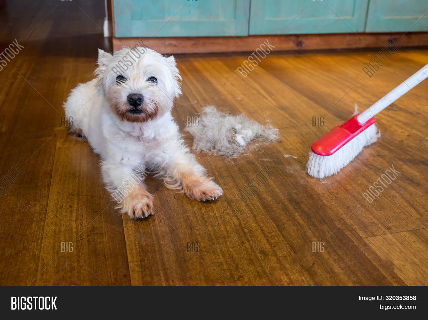 Dog Moulting Shedding Image & Photo (Free Trial) Bigstock